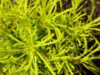 /album/plants/plant-17-jpg/
